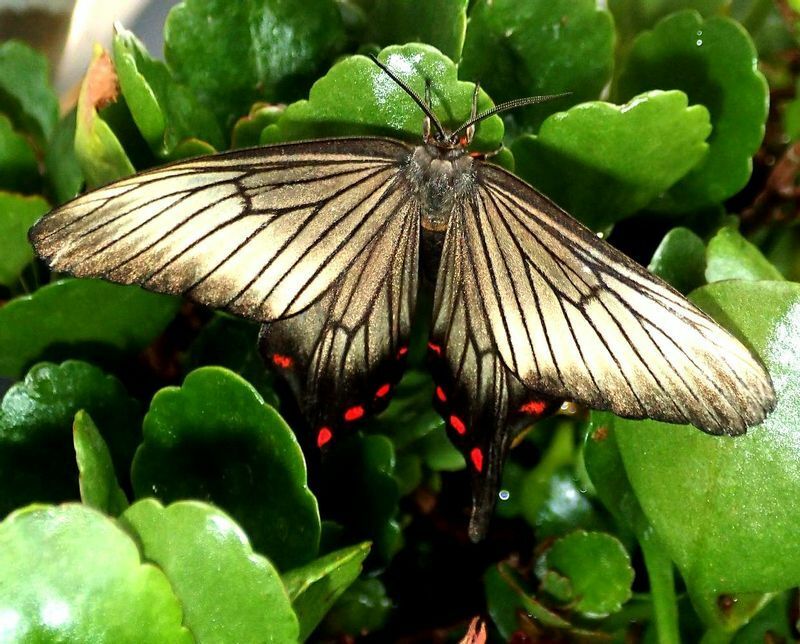 昼間に活動するアゲハモドキを目にした人は、たいてい蝶だと思ってしまう。