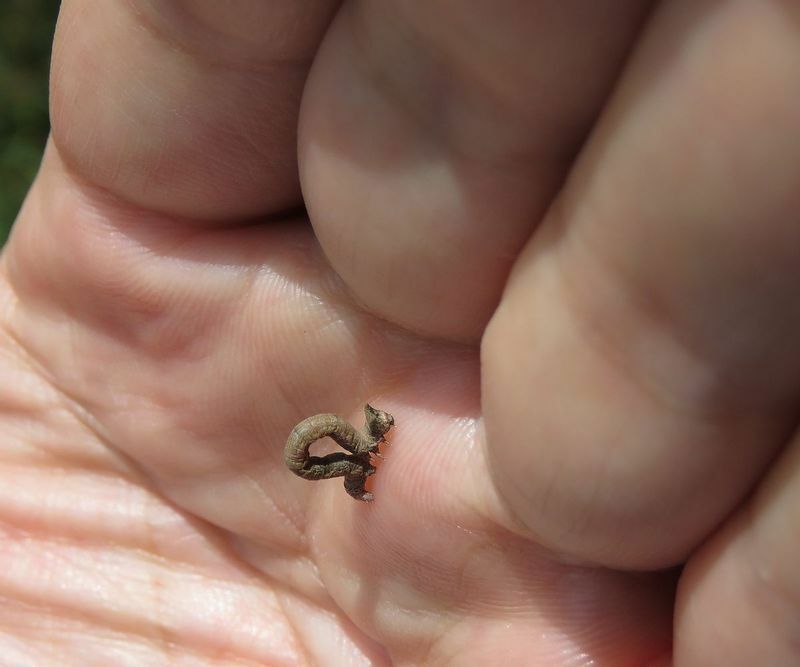 トビモンオオエダシャクの小さな幼虫は４、5月ごろにたくさん見つかる。