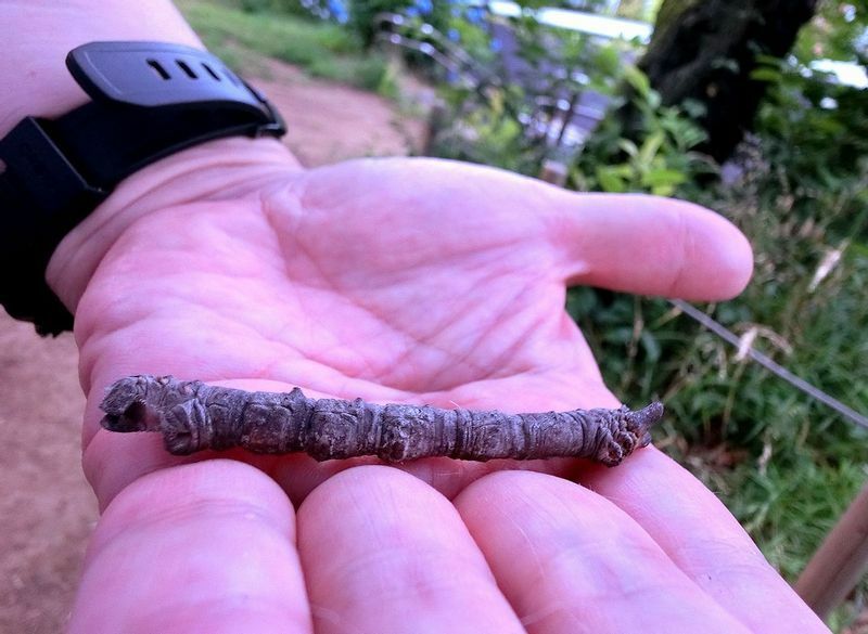 死んだように動かないトビモンオオエダシャクの終齢幼虫。落ちた枯れ枝のように見える。