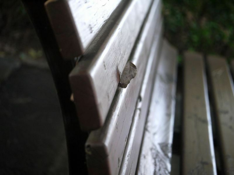 １０月に公園のベンチにとまっていたアケビコノハ。