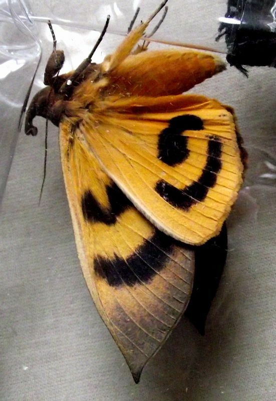 アケビコノハの翅の裏側はこんなに派手。伊達巻を思わせるおいしそうな模様だ。