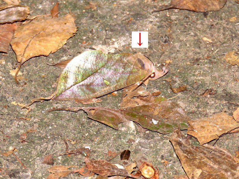 枯れ葉にまぎれたアケビコノハ。矢印で示したが分かるだろうか。