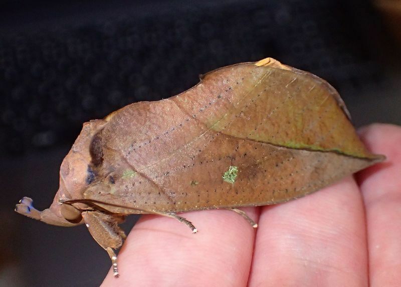 アケビコノハの頭部には、変な角のようなものがある。枯れ葉の葉柄（ようへい）に見えないこともない。