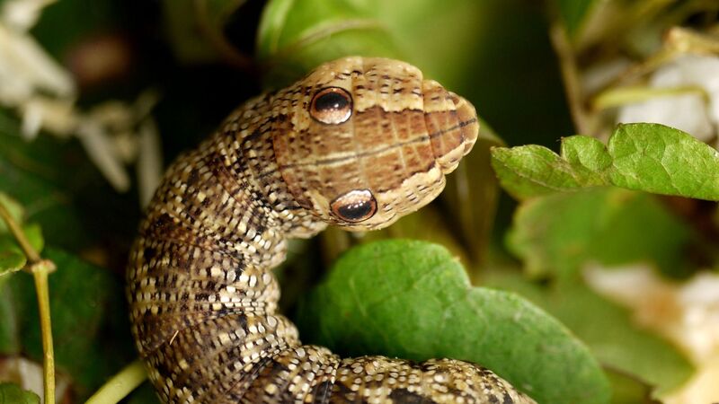 昆虫の仰天擬態を暴く ギャー毒蛇 じゃないの イモムシ 天野和利 個人 Yahoo ニュース 昆虫の仰天擬態を暴く ギャー毒蛇 じゃないの イモムシ 天野和利 個人 Yahoo ニュース