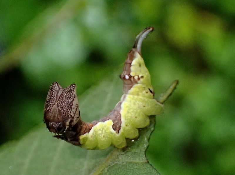 ムラサキシャチホコの幼虫は、クルミの葉裏で見つかる。