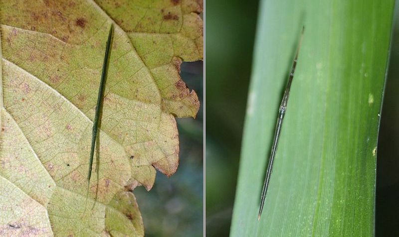 オナガグモがこんな状態だと誰も蜘蛛だと気付かない。