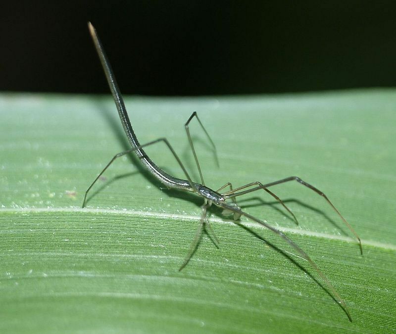 オナガグモが脚を広げて蜘蛛の正体を現す時は、長い尻を突き上げるポーズになることが多い。