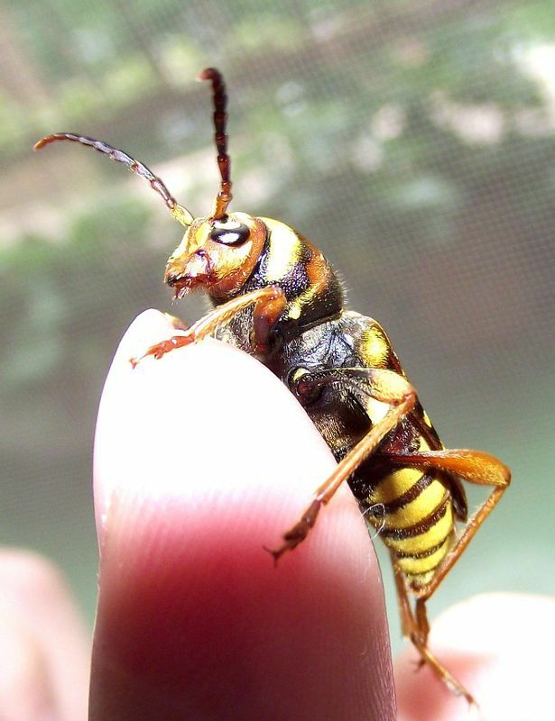 腹側から見てもスズメバチそっくりのトラカミキリ。