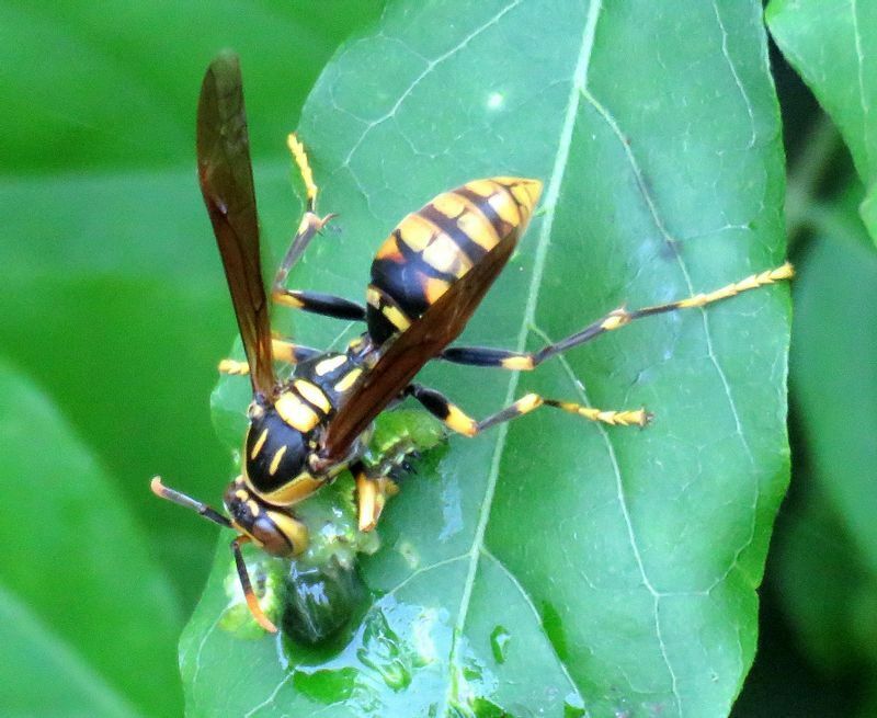 青虫を肉団子にするキイロアシナガバチ。