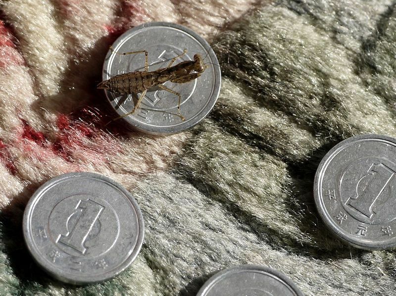 １円玉の上のヒナカマキリを撮るコツは、１円玉をたくさん並べること。