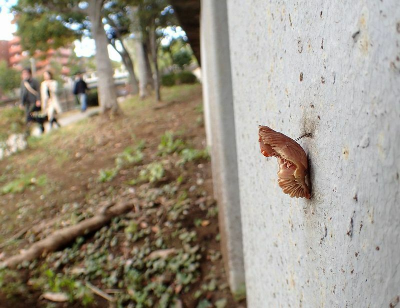 公園の壁に張り付いたお菊虫。雑草など障害物が少なくなる冬の蛹は見つけやすい。