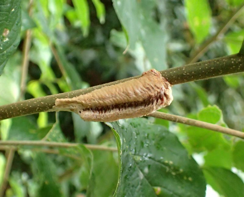 チョウセンカマキリの卵嚢。細長くて端が薄くなるのが特徴。