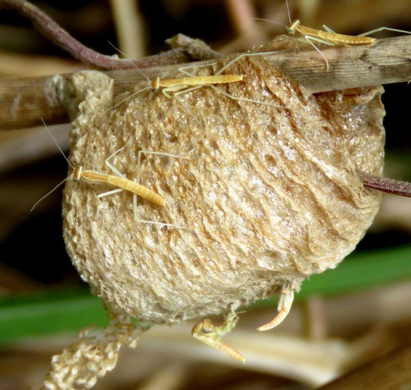 孵化したばかりのオオカマキリの幼虫。