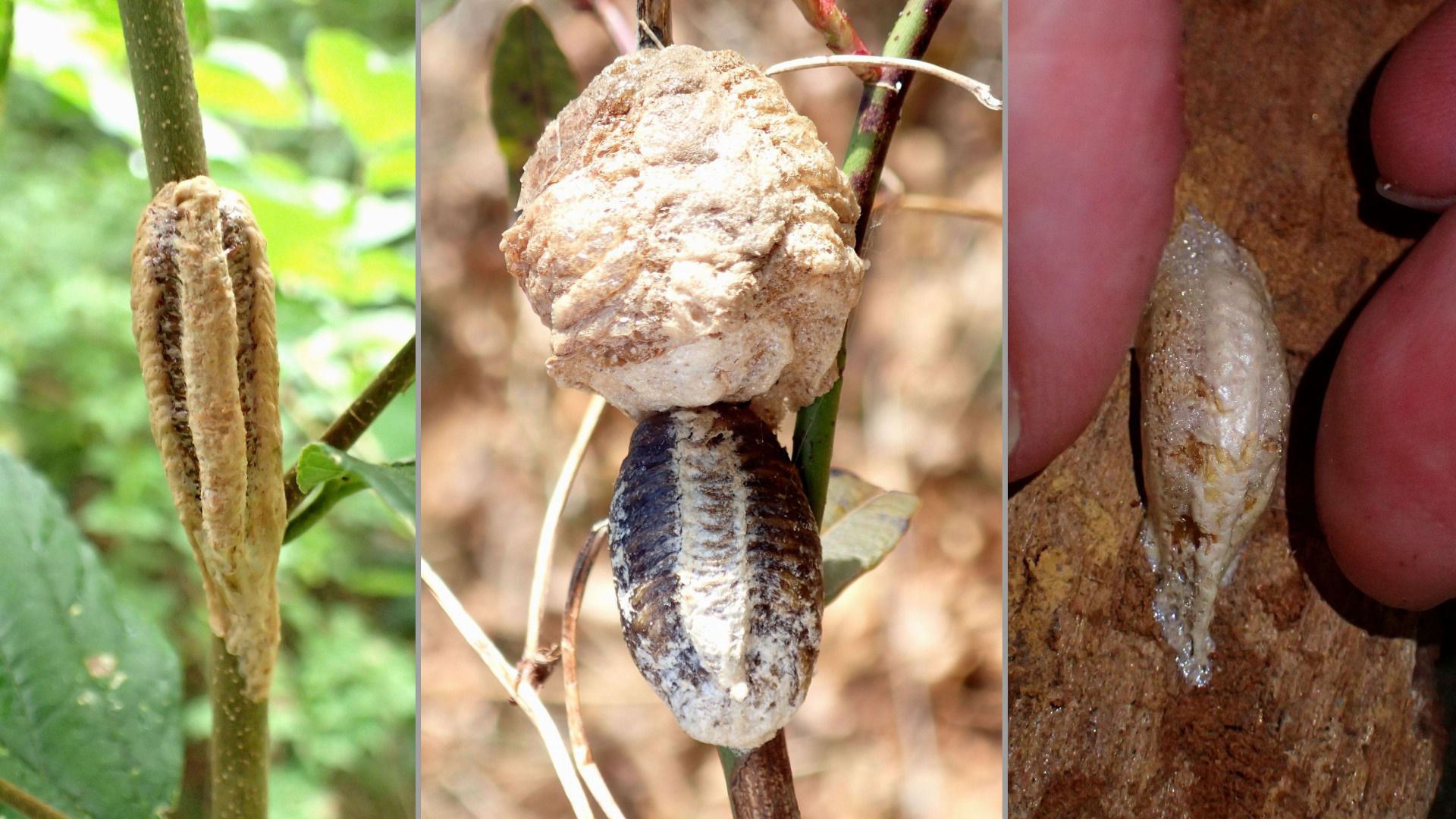 カマキリの卵の見つけ方、活用術＝真冬の昆虫芸術③（天野和利） - エキスパート - Yahoo!ニュース