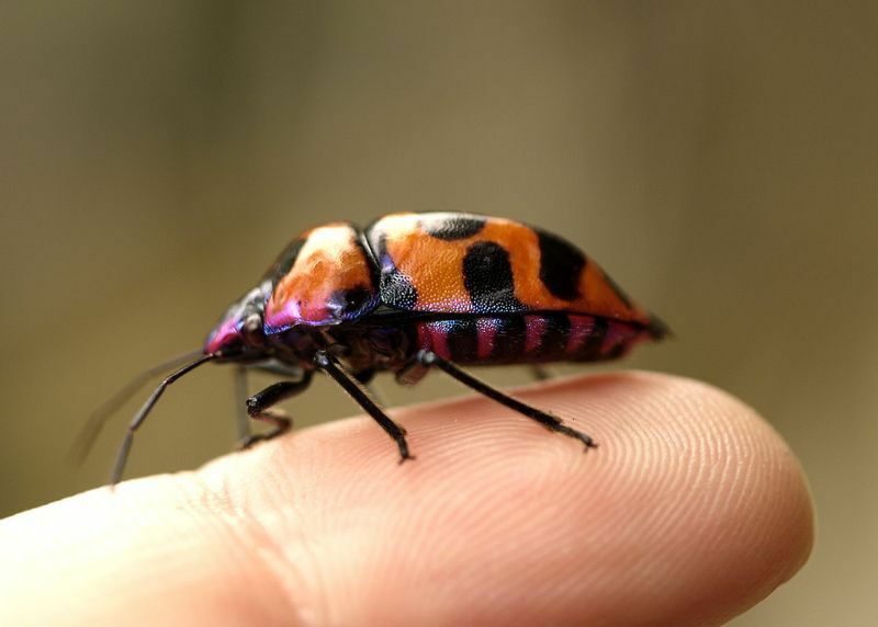 オオキンカメムシは、背中がオレンジ、頭部と腹部が紫色。南方系の虫らしい豊かな色彩だ。
