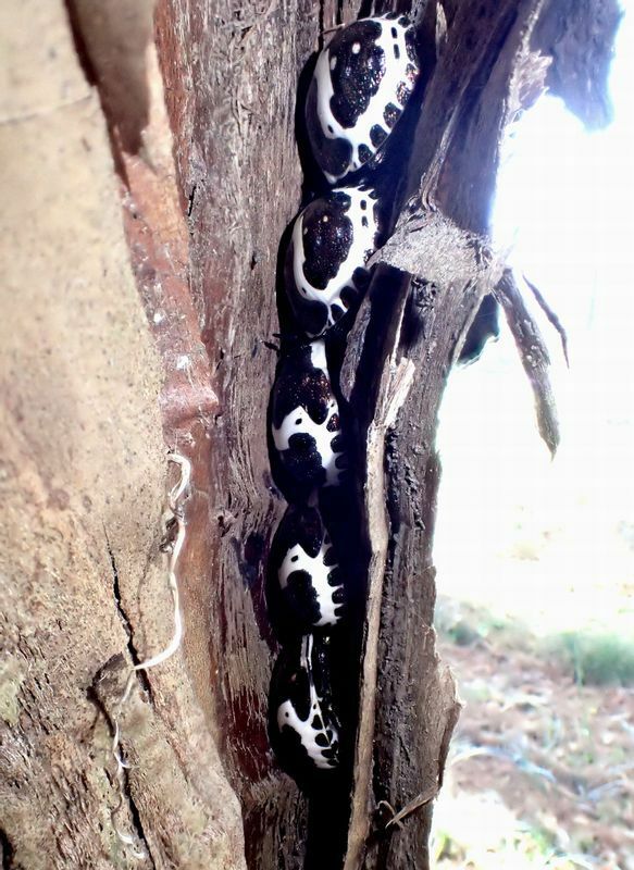 １２月、メタセコイアの樹皮の裂け目で越冬中のアカスジキンカメムシ幼虫。