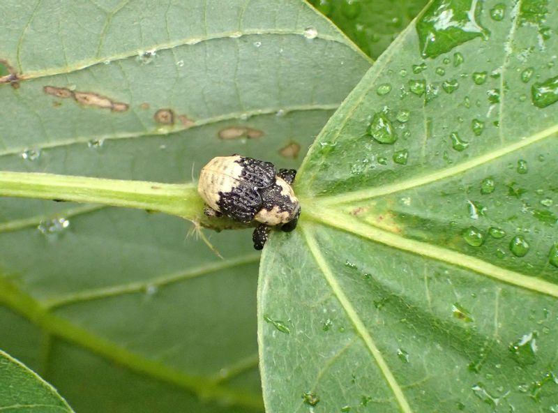 クズの茎にしがみ付くオジロアシナガゾウムシの成虫。