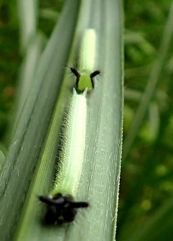 ススキの葉上に２匹連なったクロコノマチョウ幼虫。