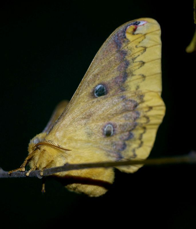 ヤママユガ科の蛾の中では、ちょっと小ぶりで可愛いウスタビガ成虫。