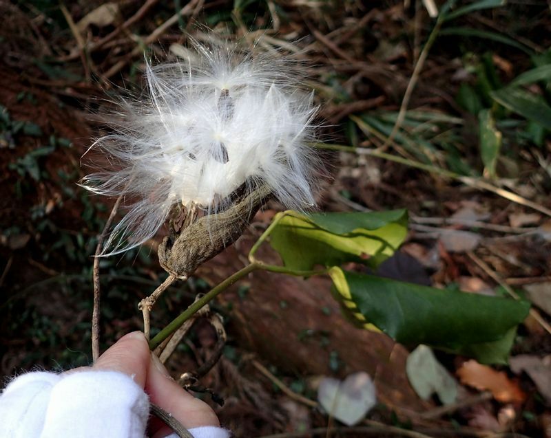 １月の高尾で見つけたキジョランの実。はじけた裂け目から白髪のような綿毛が飛び出る。