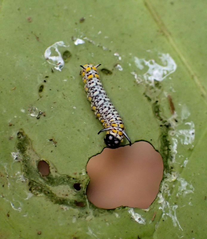 キジョランの葉裏に円を描いてから食事にとりかかるアサギマダラの若齢幼虫。