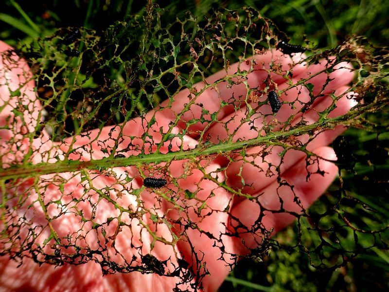 コガタルリハムシの幼虫に食い荒らされて葉脈だけになったギシギシの葉。一種芸術的でもある。