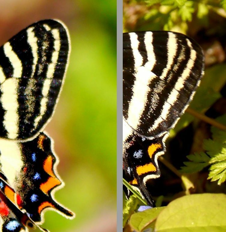 左がイエローバンド、右が普通のギフチョウ。イエローバンドは、後翅の尾状突起を含め翅全体の周囲が黄色い毛で縁取られている。
