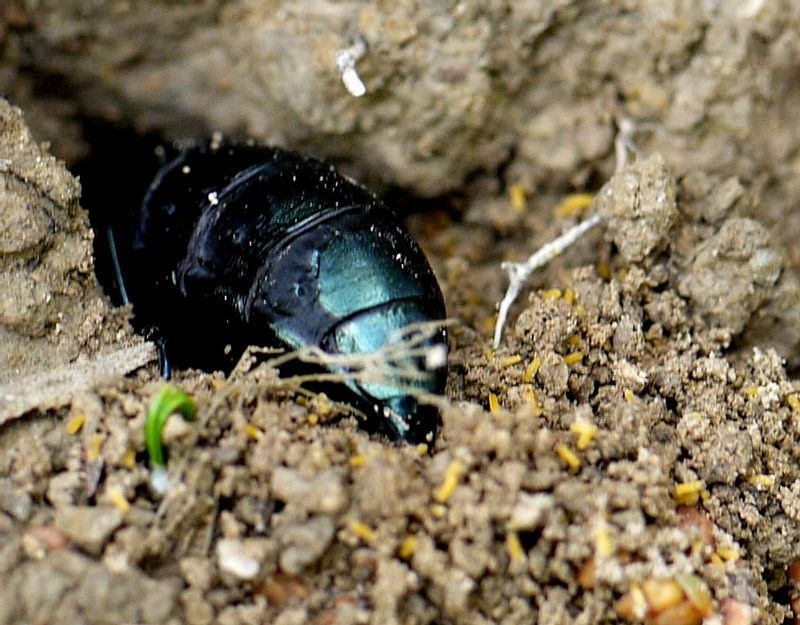 産卵のため土に穴を掘っているヒメツチハンミョウ。お尻の周囲に卵が散らばっている。