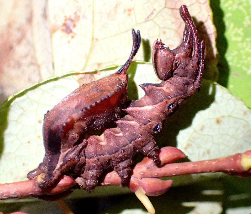 シャチホコガの終齢幼虫。相当に不気味な姿だ。