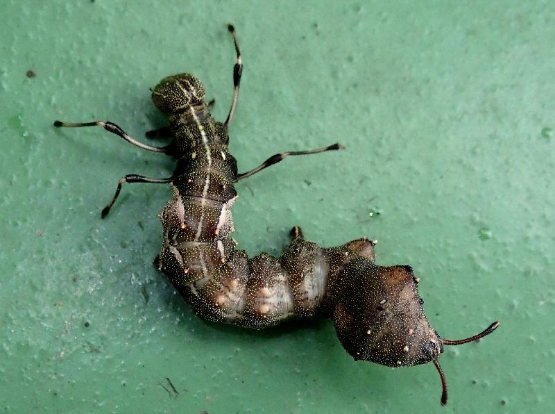 ヒメシャチホコの幼虫は、地面を這う姿もかなり気味悪い。