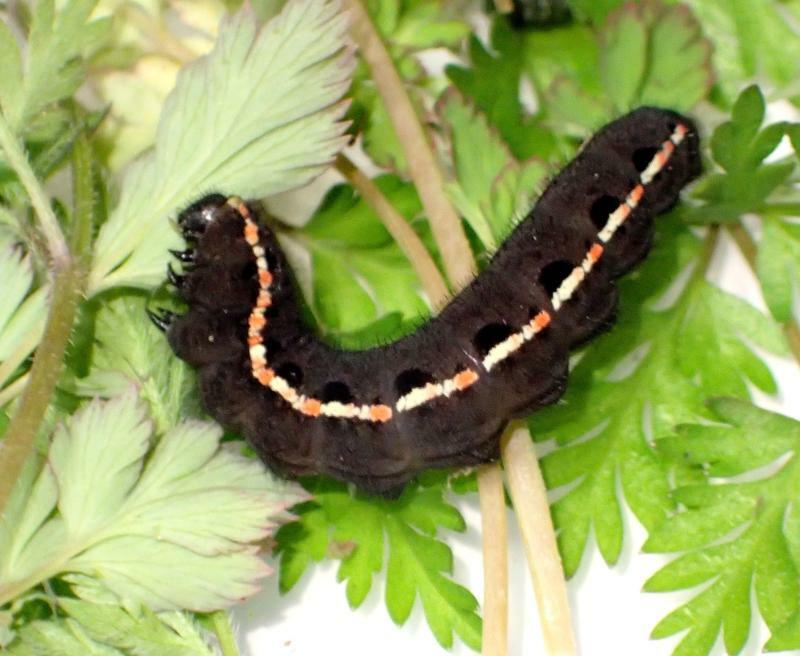 食草のムラサキケマンを食べるウスバシロチョウの幼虫。