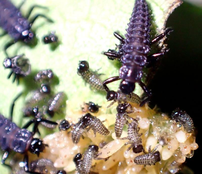 孵化したばかりのクルミハムシの幼虫を集団で襲撃するカメノコテントウ幼虫。