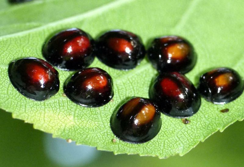 アカホシテントウ成虫の赤い紋は透明感があって美しい。紋が黄色いのは、羽化後間もない個体。