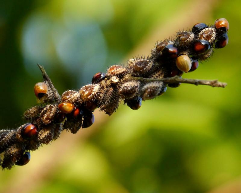 梅の枝先にびっしり付いた蛹と羽化直後の成虫。害虫のように見えるが益虫。