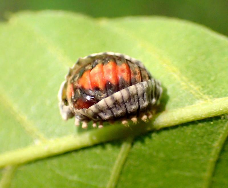 アカイロテントウの蛹。