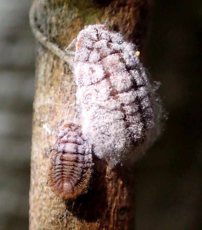 オオワラジカイガラムシのメス成虫と幼虫。
