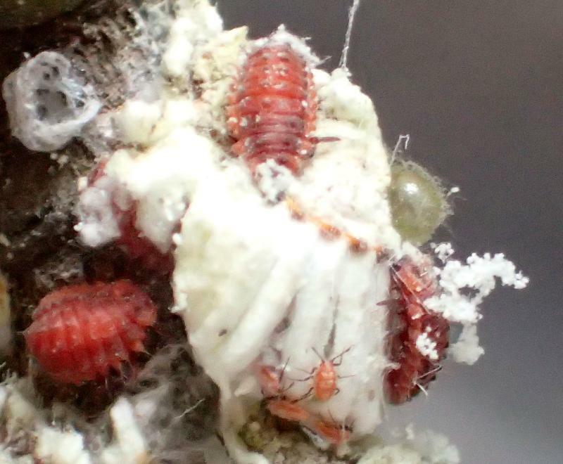 イセリアカイガラムシを集団で襲うべダリアテントウ幼虫。下方の小さな虫はイセリアカイガラムシの幼虫。