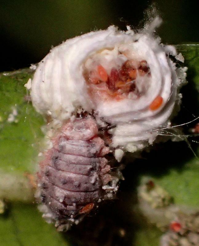 終齢と思われるべダリアテントウ幼虫の食事風景。イセリアカイガラムシの背中からはおいしそうな卵があふれ出している。