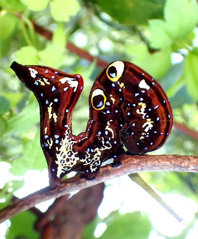 アケビコノハ幼虫の得意ポーズは、背中の目玉模様とお尻を突き上げたこの姿勢。