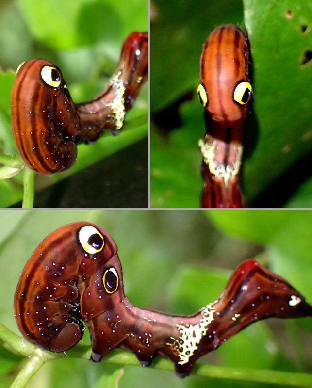 アケビコノハ幼虫の奇妙な姿を見ると、前から、上から、横からと、写真を撮りまくりたくなる。