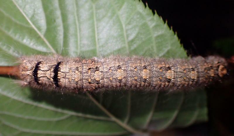 カレハガの幼虫は、黒い毛の部分に毒針があるというが、それほど危険ではないという話も。