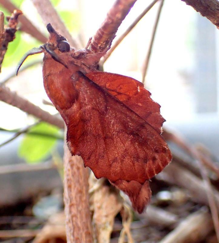 野外にいたらまさに枯葉に見えるカレハガ成虫。