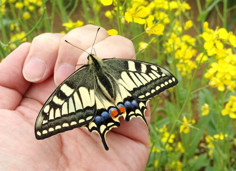 キアゲハ成虫は、ナミアゲハによく似た蝶。