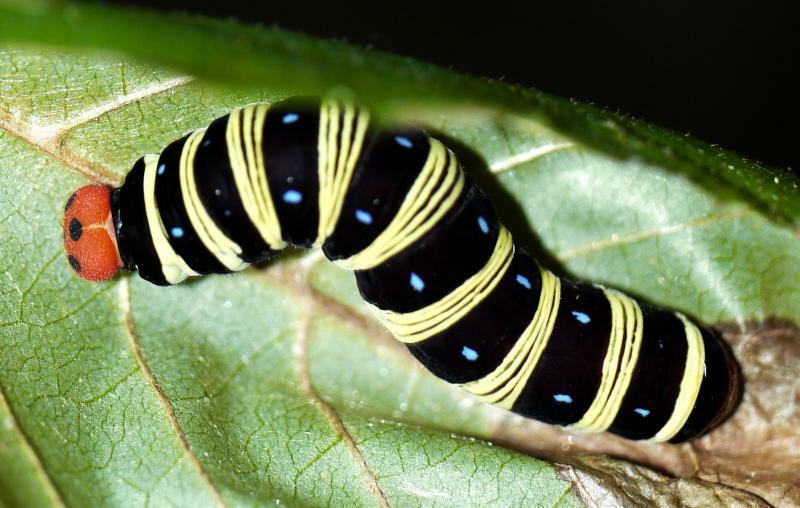 アオバセセリの大きな幼虫は、縞模様の間に青い星を散らしたような姿になる。