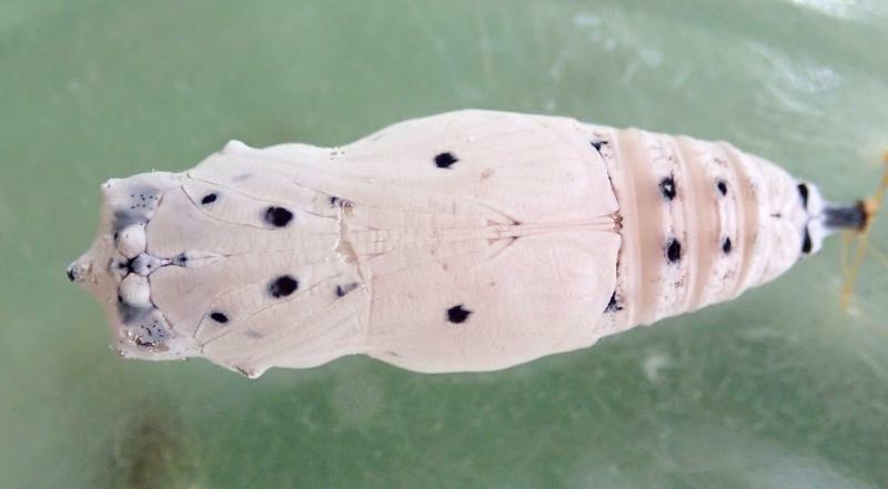 アオバセセリの蛹は時間が経つと、こんな白い姿になる。