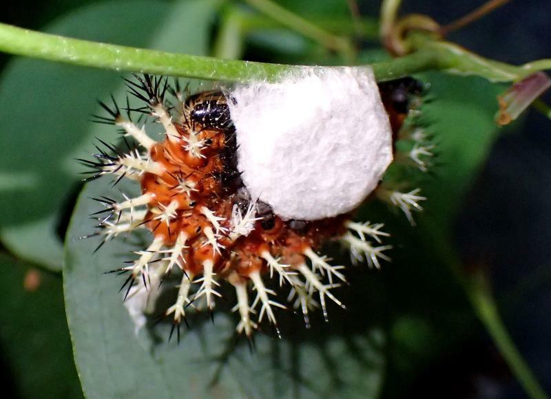 ルリタテハの幼虫が抱えているように見える白い円盤は、タテハサムライコマユバチの繭の集合体。