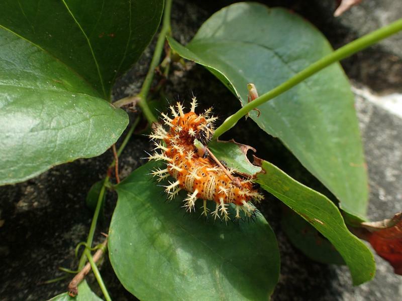 サルトリイバラの葉を食べるルリタテハの幼虫。この大きな葉は、西日本では柏餅のカシワの葉の代用品になっている。