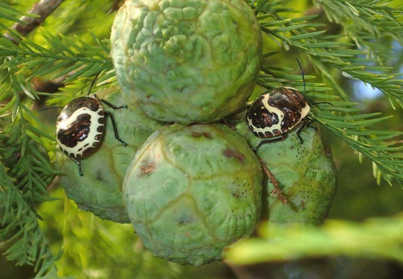 スギの仲間、メタセコイアの大きな果球はカメムシのお気に入り。全国各地の公園にメタセコイアの並木が多くなったのもカメムシ大発生の一因かも。