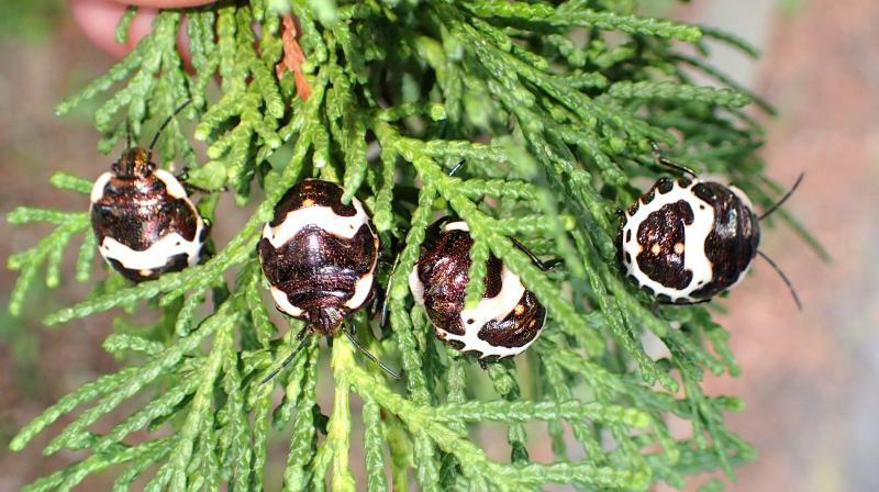 ヒノキの仲間のコノテガシワに集まっていたアカスジキンカメムシの幼虫。