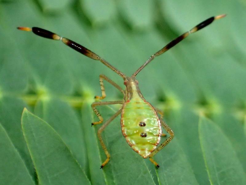 アンバランスに大きな触角が可愛いオオクモヘリカメムシの幼虫。